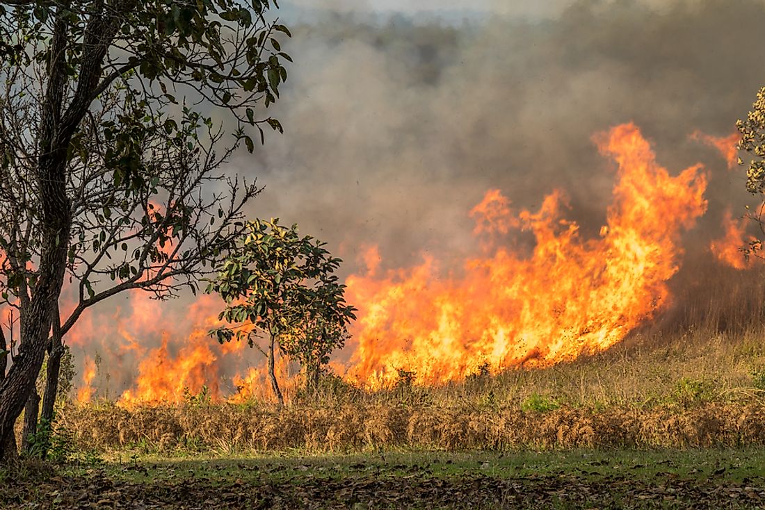 How Does A Wildfire Spread? WorldAtlas