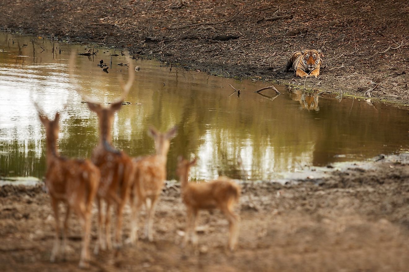 what-is-an-apex-predator-worldatlas