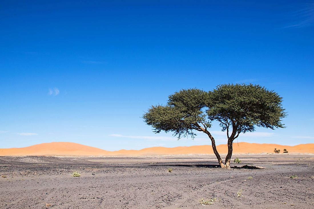 plants-that-grow-in-the-sahara-desert-worldatlas