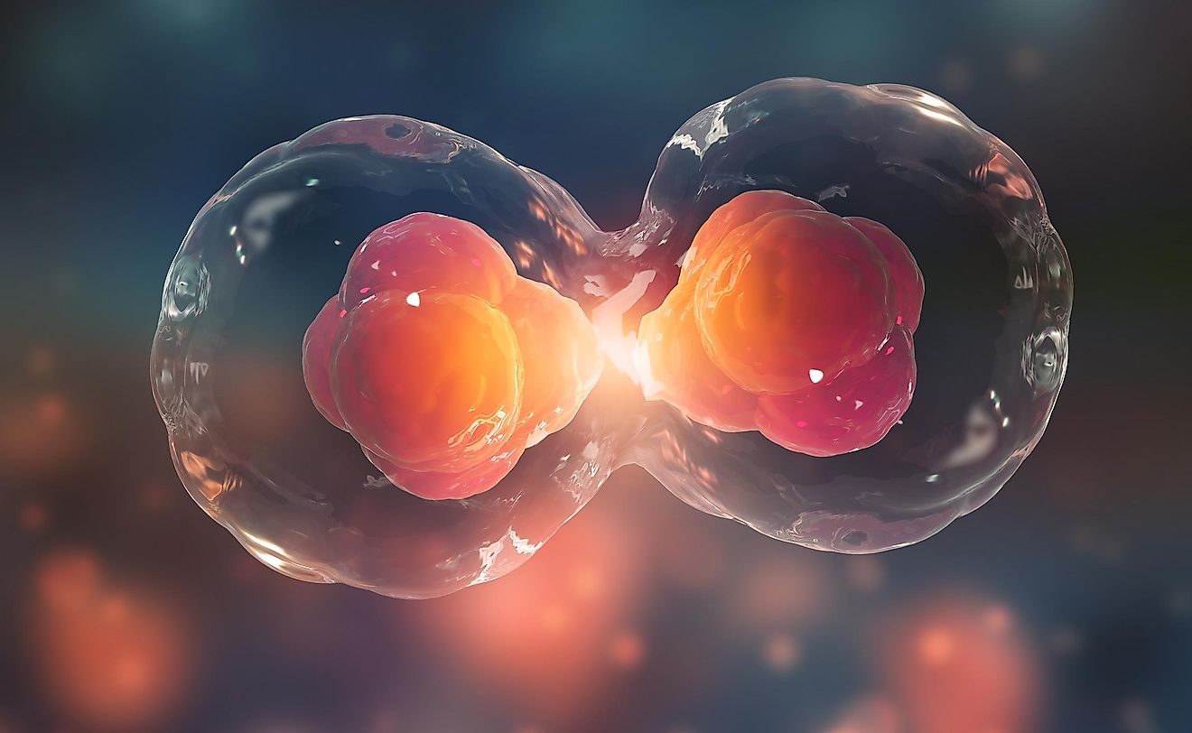 Differences Between Mitosis And Meiosis WorldAtlas