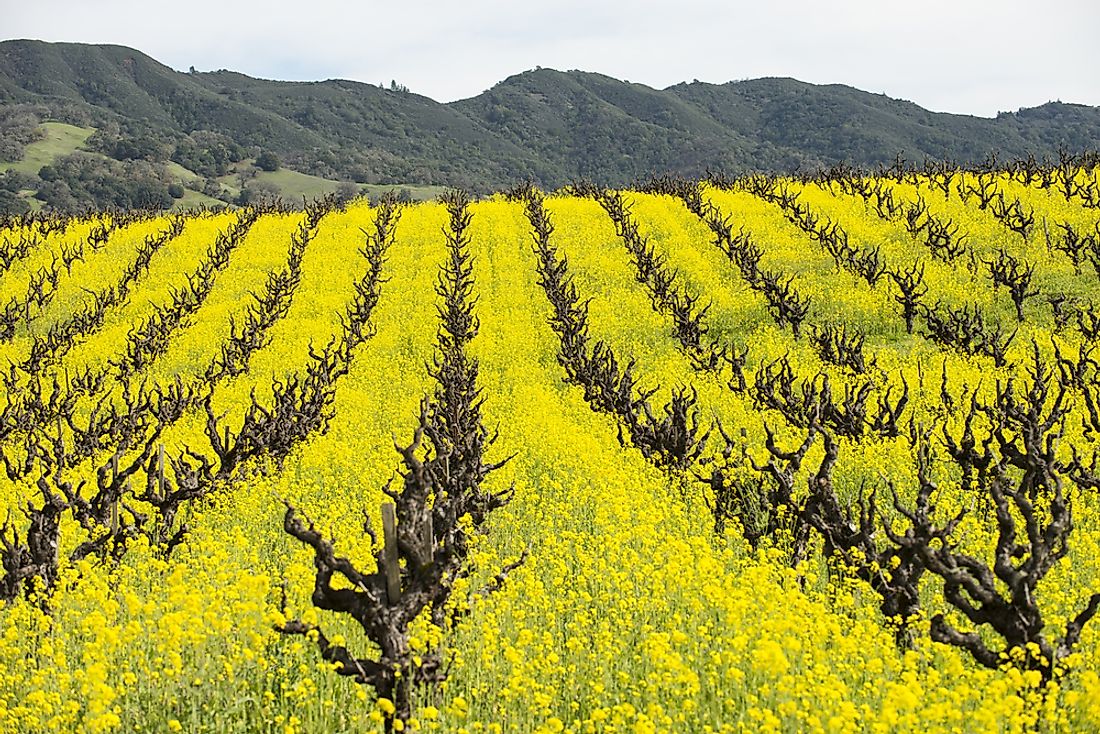 what-is-a-cover-crop-worldatlas