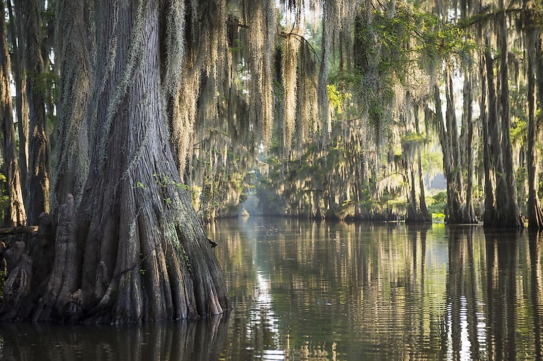 What Is The Importance Of Swamps?