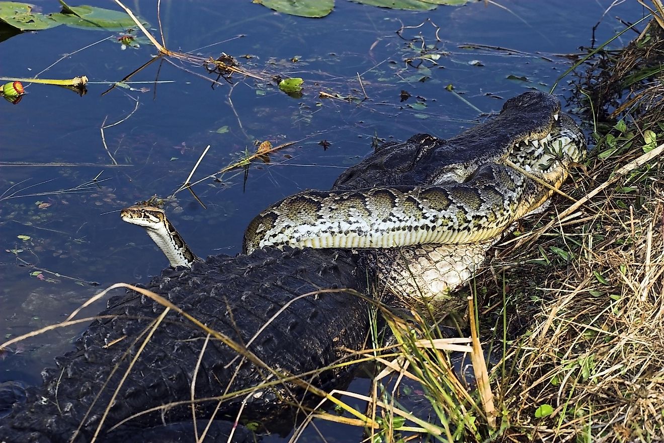 The Animals Of The Florida Everglades WorldAtlas