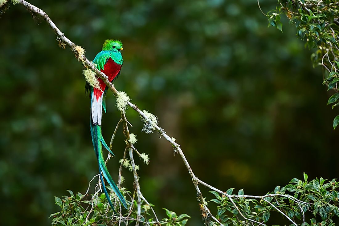 What is the National Bird of Guatemala? - WorldAtlas