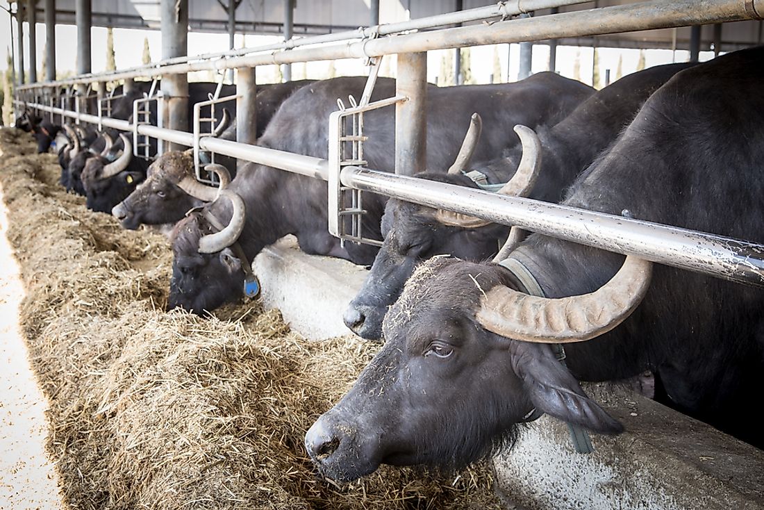 top-buffalo-milk-producing-countries-in-the-world-worldatlas