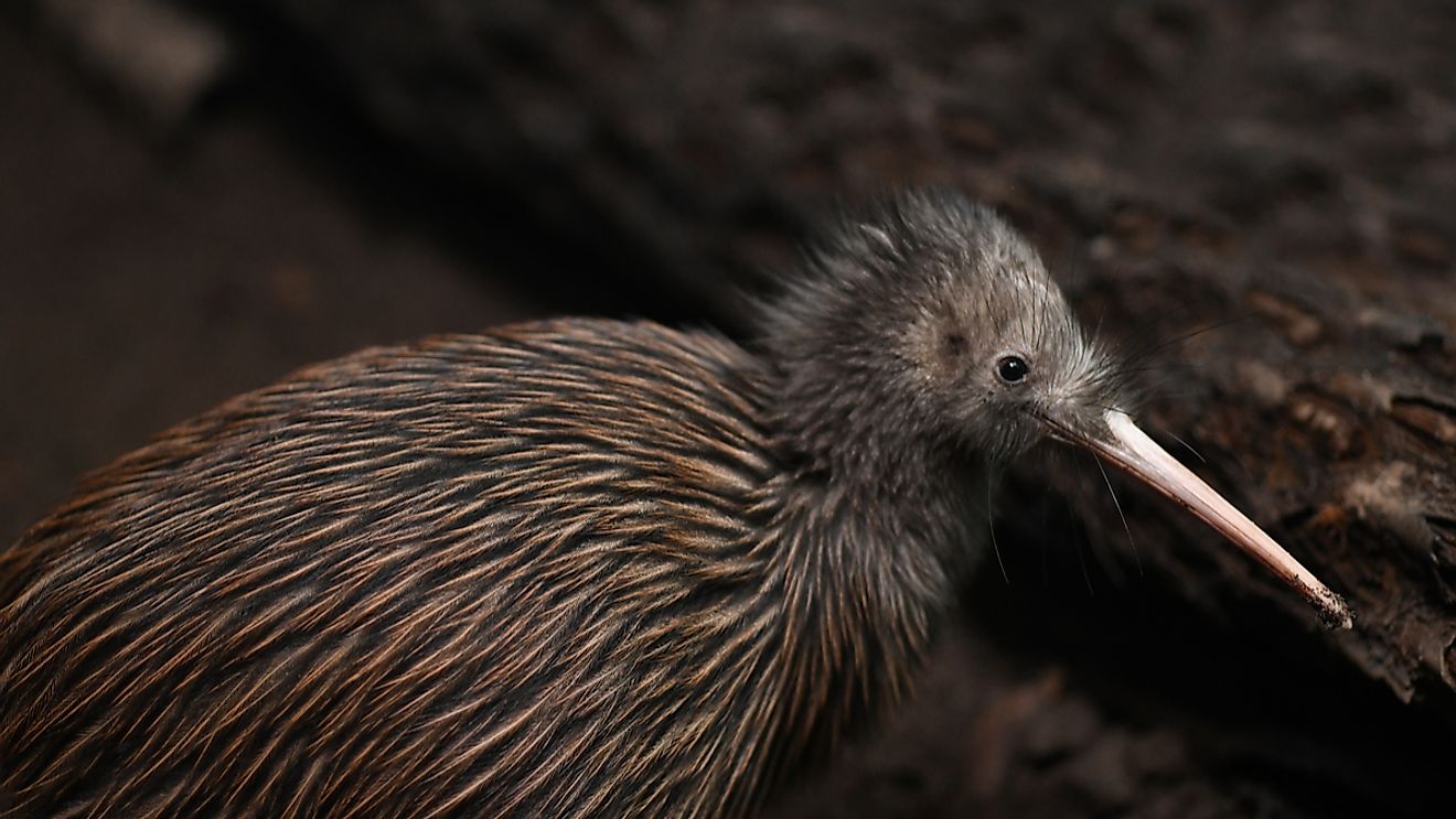 Where Do Kiwi Birds Live? WorldAtlas