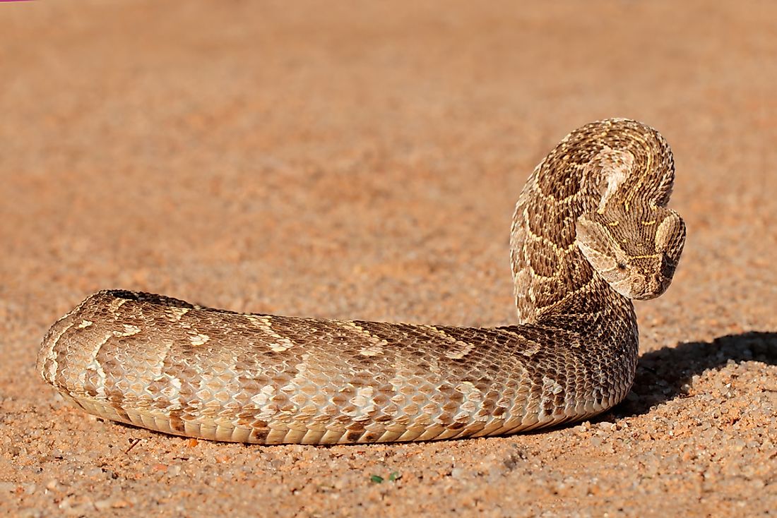 Snakes Of South Africa Identification How To Recogniz - vrogue.co