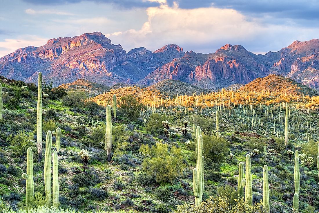 The Sonoran Desert - WorldAtlas