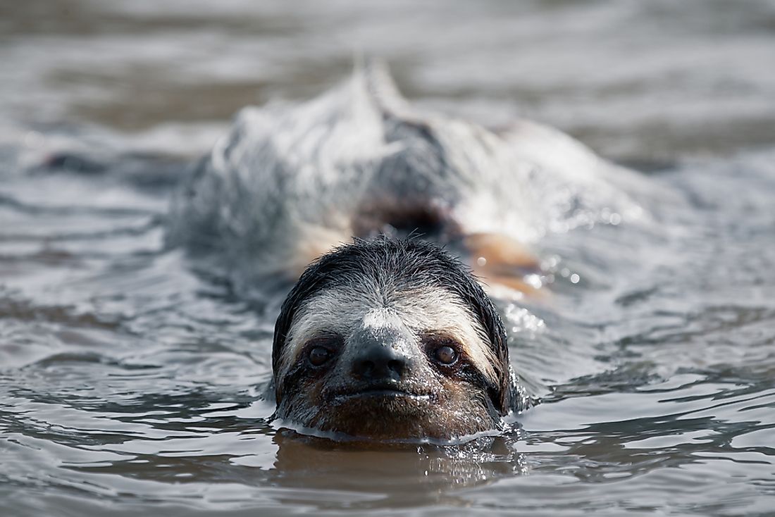 Examples of Semiaquatic Animals - WorldAtlas