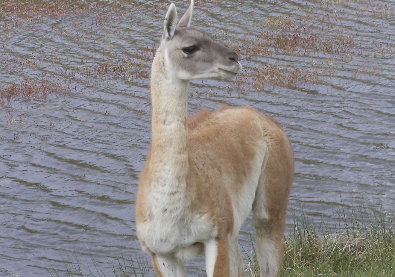 Guanaco Facts: Animals of South America - WorldAtlas