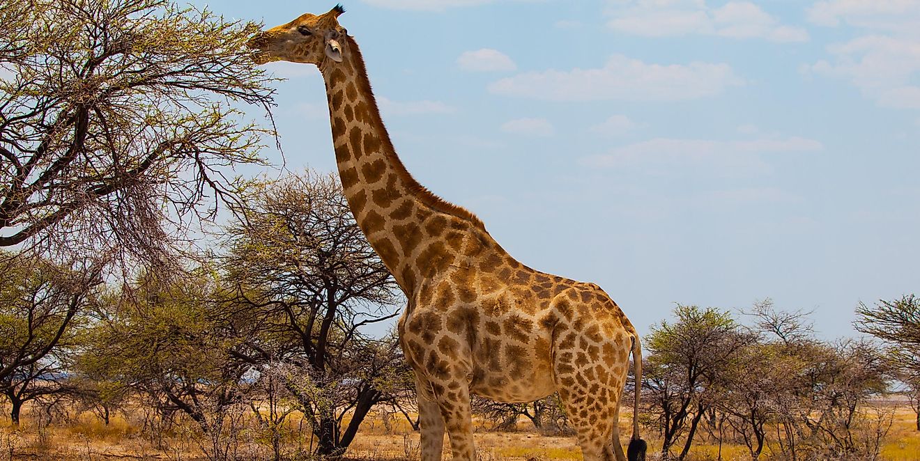 Giraffe Facts - Animals of Africa - WorldAtlas