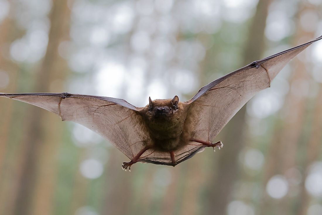 Where Do Bats Live? - WorldAtlas