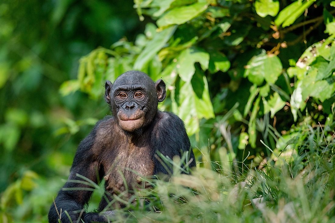 Which Species Is Most Closely Related To Humans? - WorldAtlas