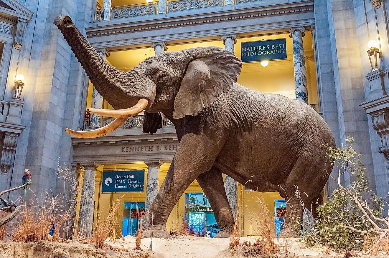 the-smithsonian-natural-history-museum-beyond-the-public-view-worldatlas