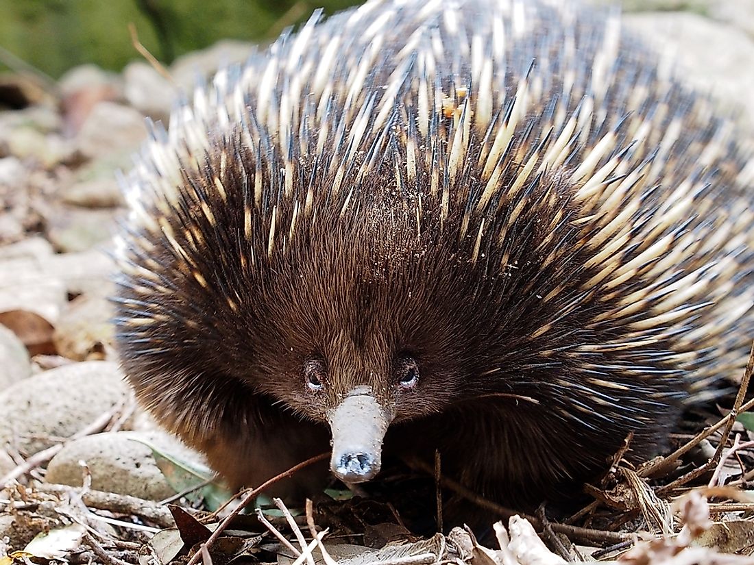 The 5 Species Of Monotremes Living Today - WorldAtlas