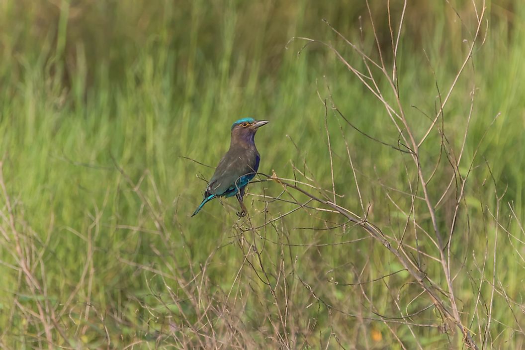 what-is-an-endemic-bird-area-worldatlas