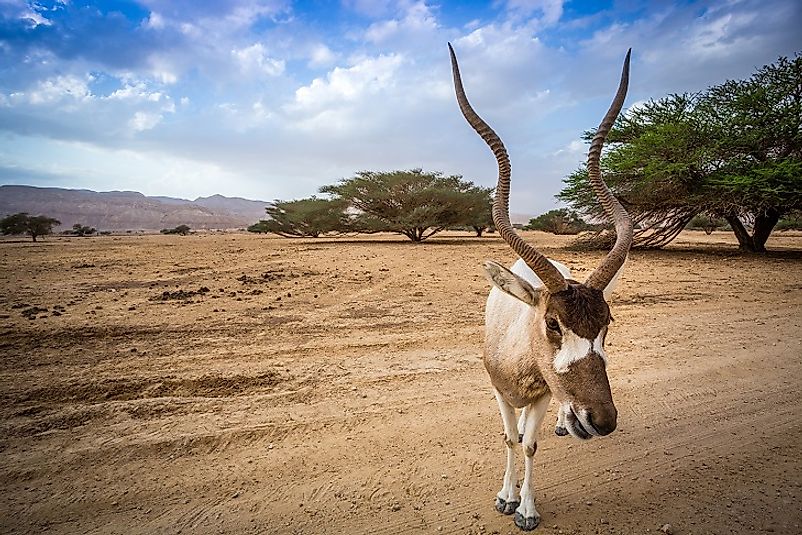 Addax Antelopes - Animals Of The Sahara Desert - WorldAtlas