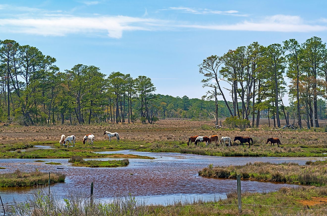 Assateague Island WorldAtlas   Shutterstock 1558891367 