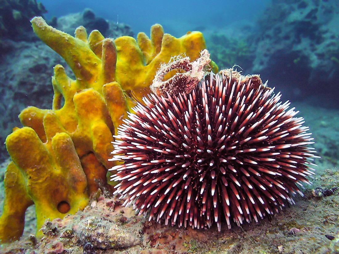 Sea Urchin Facts Animals of the Oceans WorldAtlas