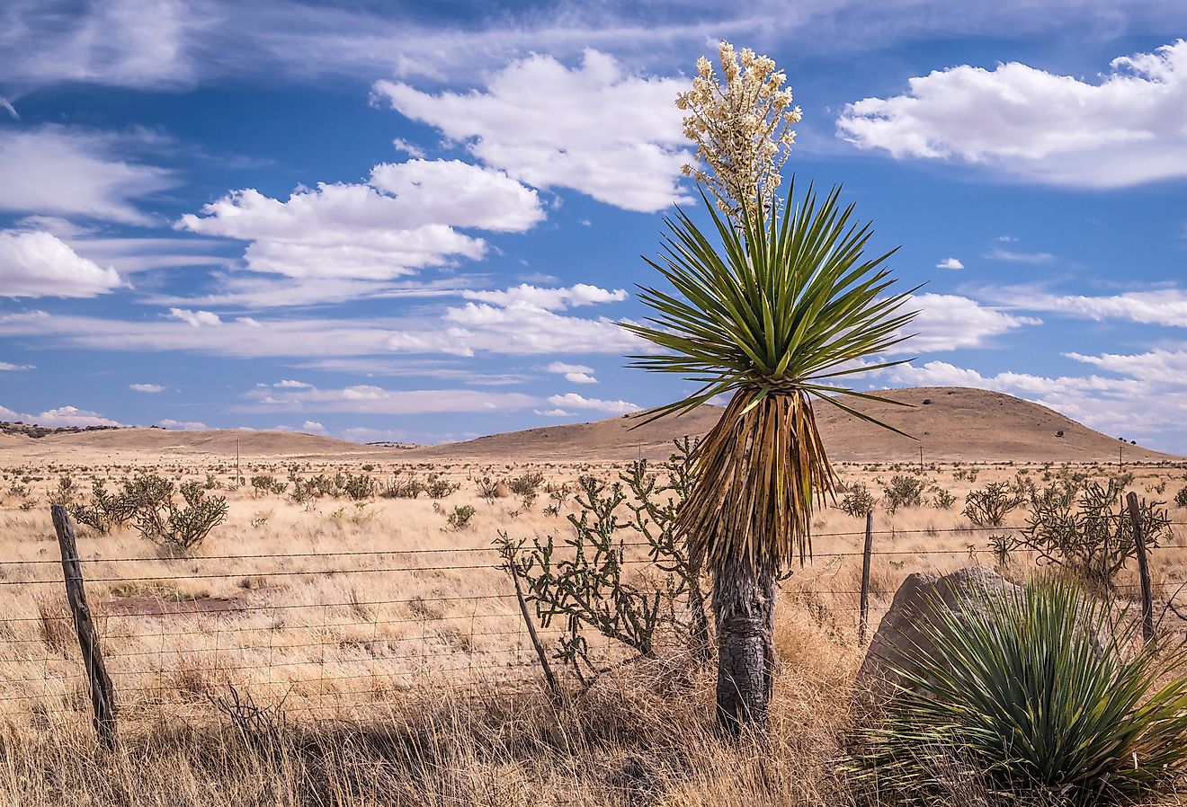 What Is The Most Famous Desert In Mexico