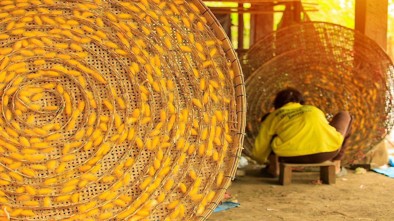 how-is-silk-produced-from-silkworms-worldatlas