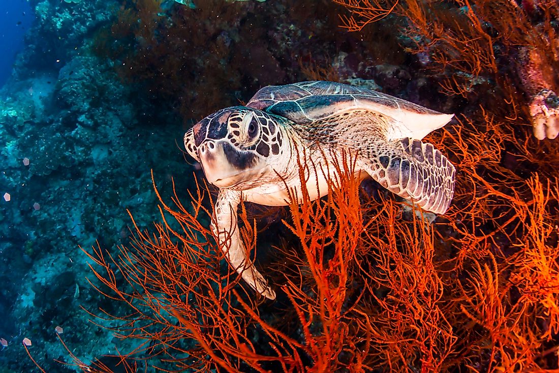 how-long-do-sea-turtles-live-and-other-sea-turtles-facts-wwf