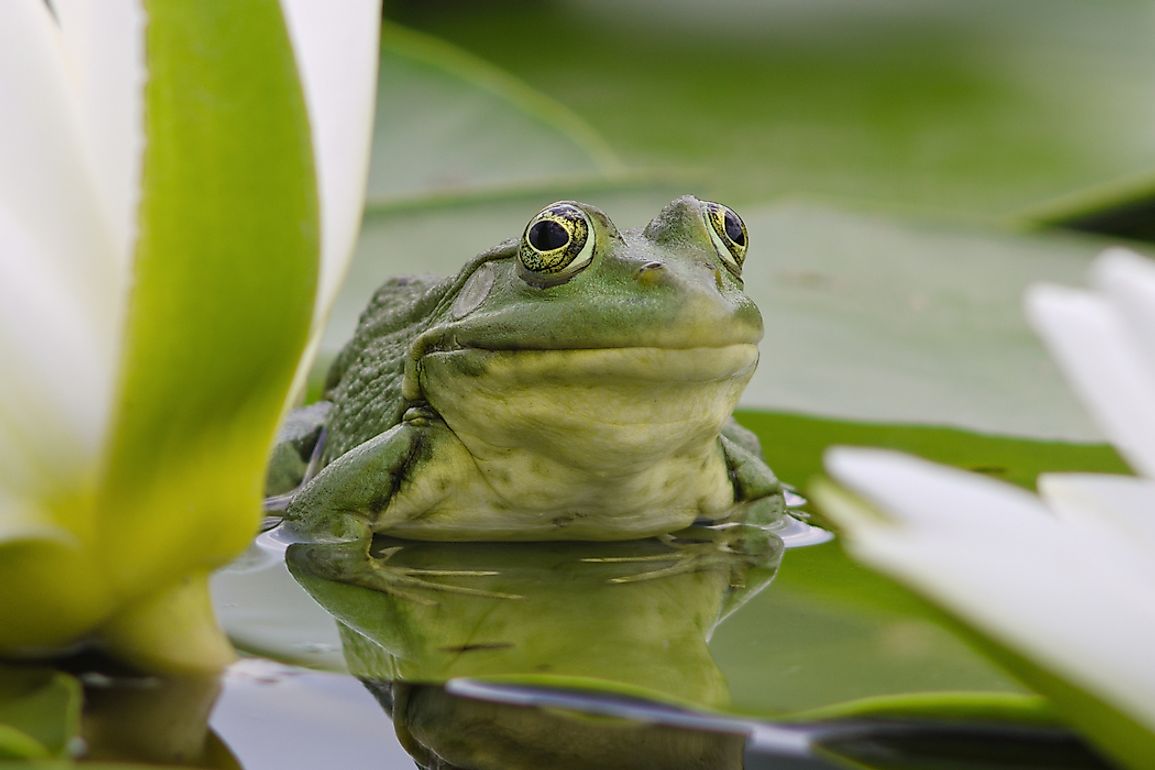 What Is the Difference Between A Frog and a Toad? - WorldAtlas