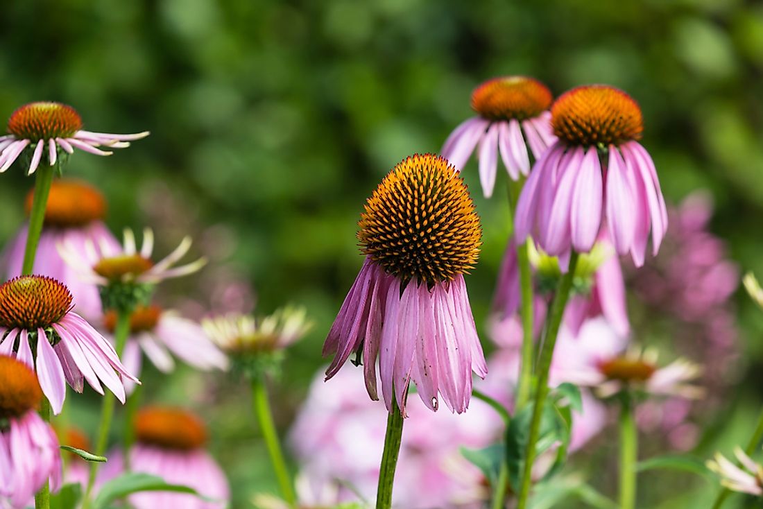 What Is The State Flower Of Tennessee