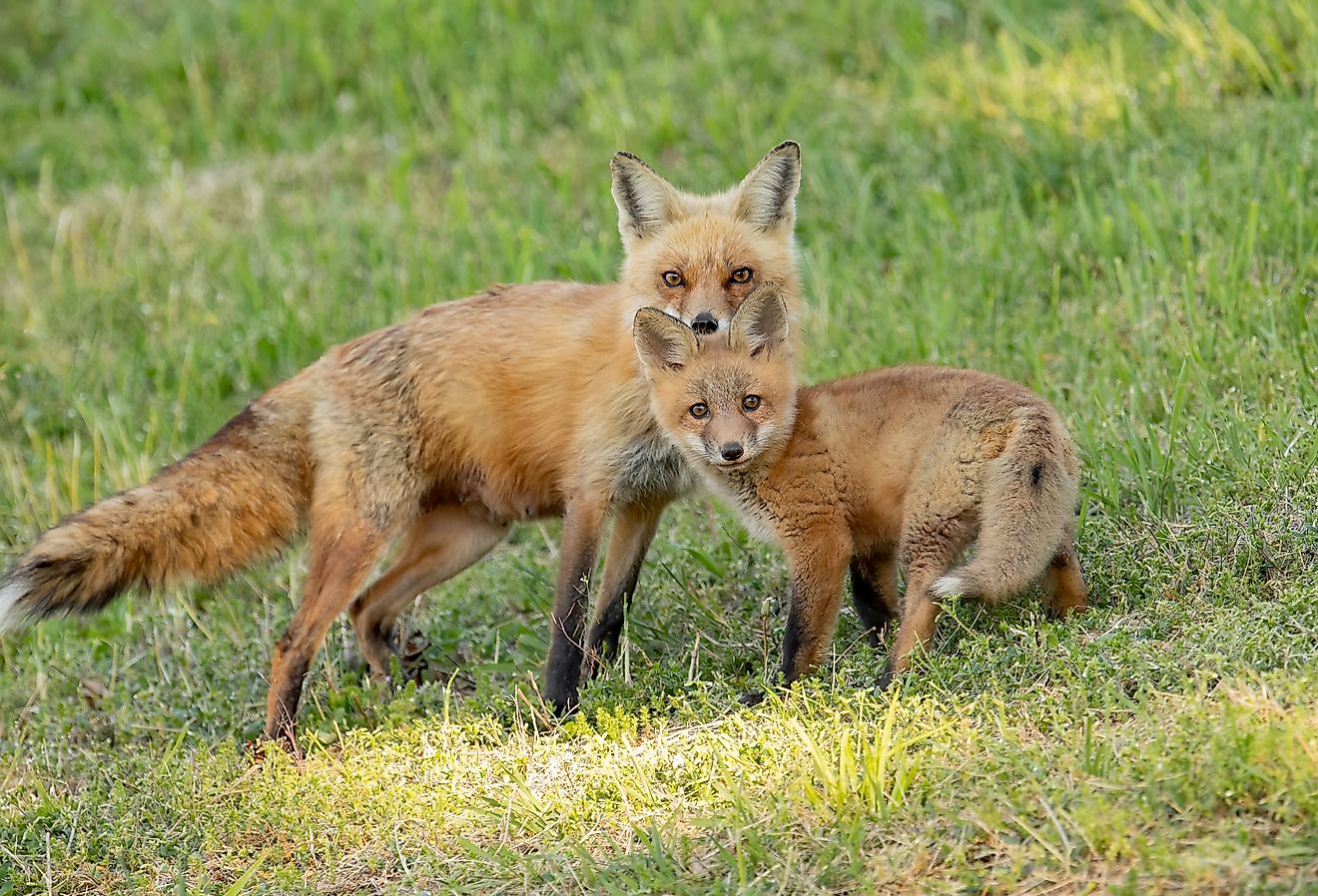 The 10 Coolest Animals In Pennsylvania - WorldAtlas