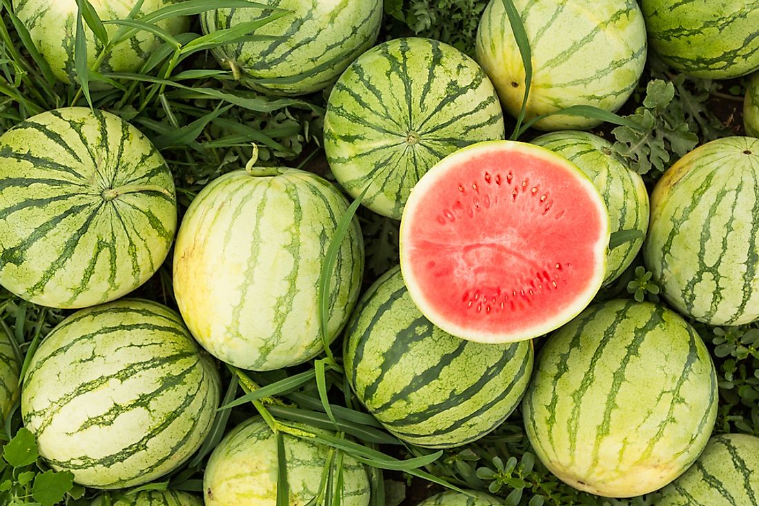 growing-watermelon-in-open-land-in-raised-beds-or-on-a-trellis-food