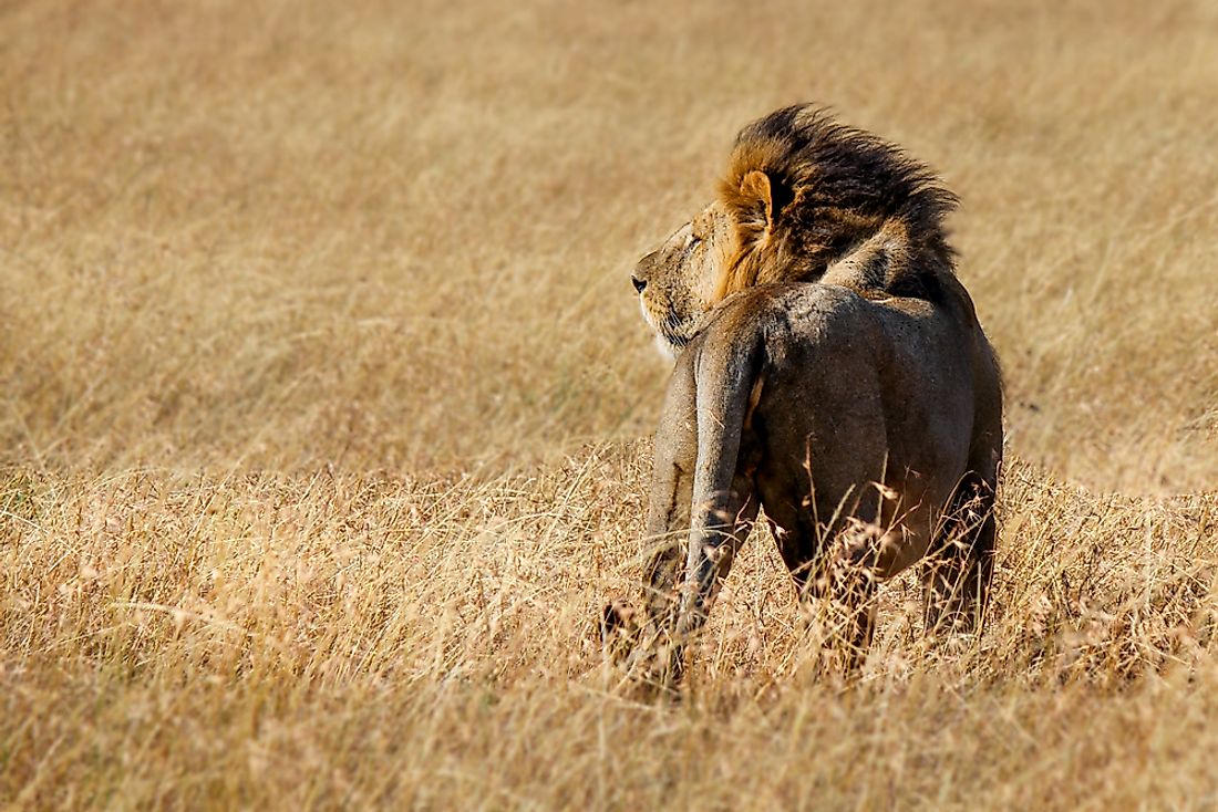 How Many Lions Are Left in the Wild? WorldAtlas