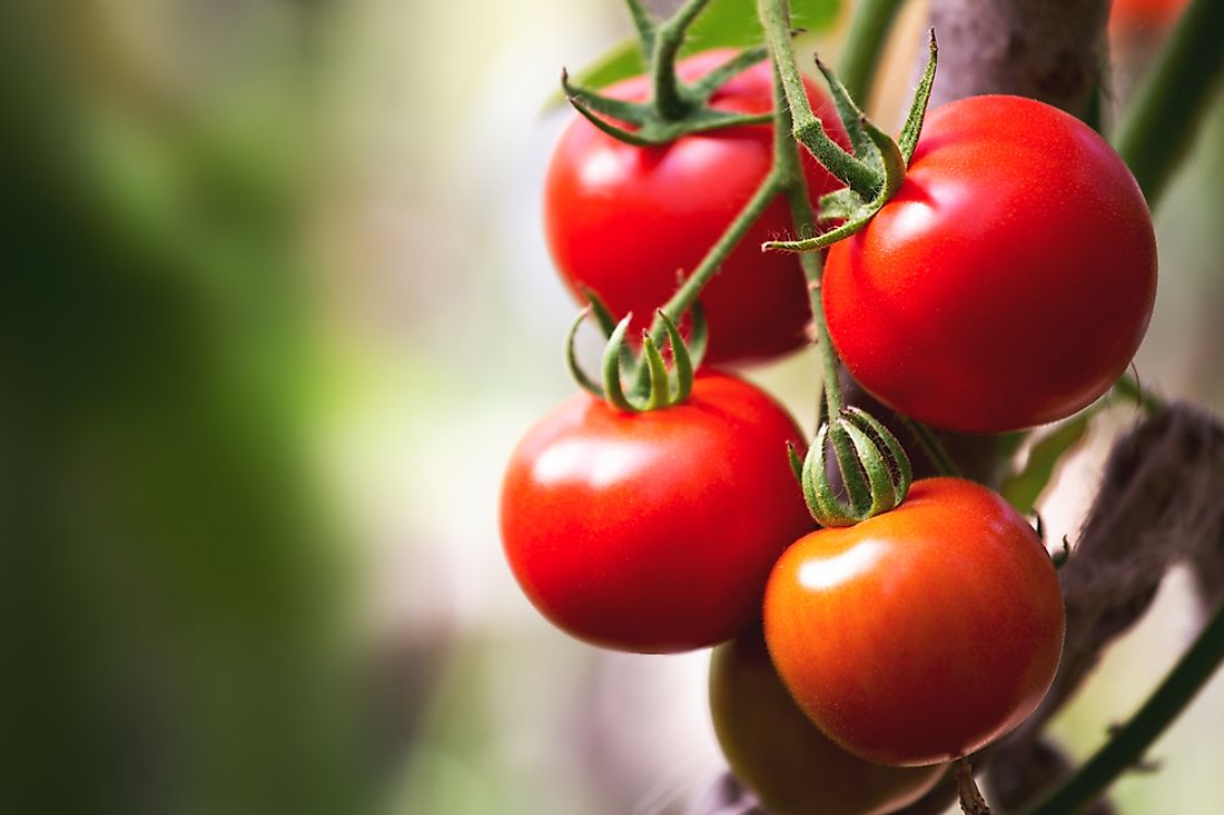 the-most-popular-vegetables-in-the-world-worldatlas