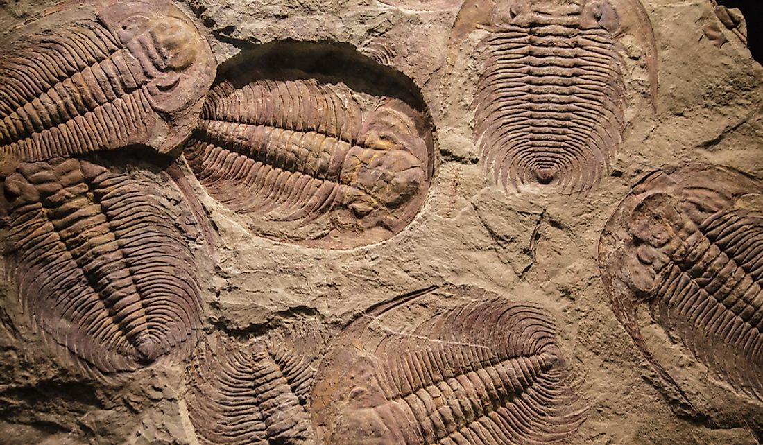 How Are Fossils Formed? WorldAtlas