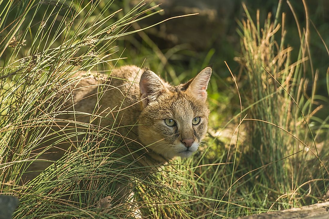 The Ten Species Of Small Wild Cats Found In Asia Worldatlas