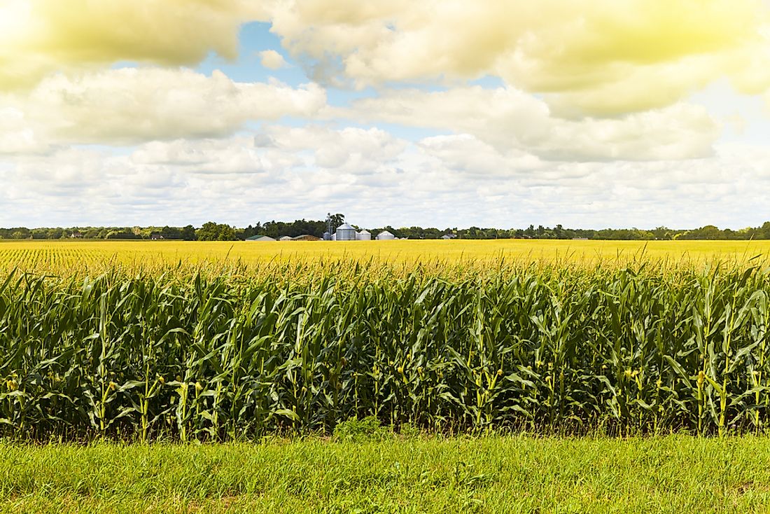 what-region-of-the-united-states-is-corn-production-prevalent-worldatlas