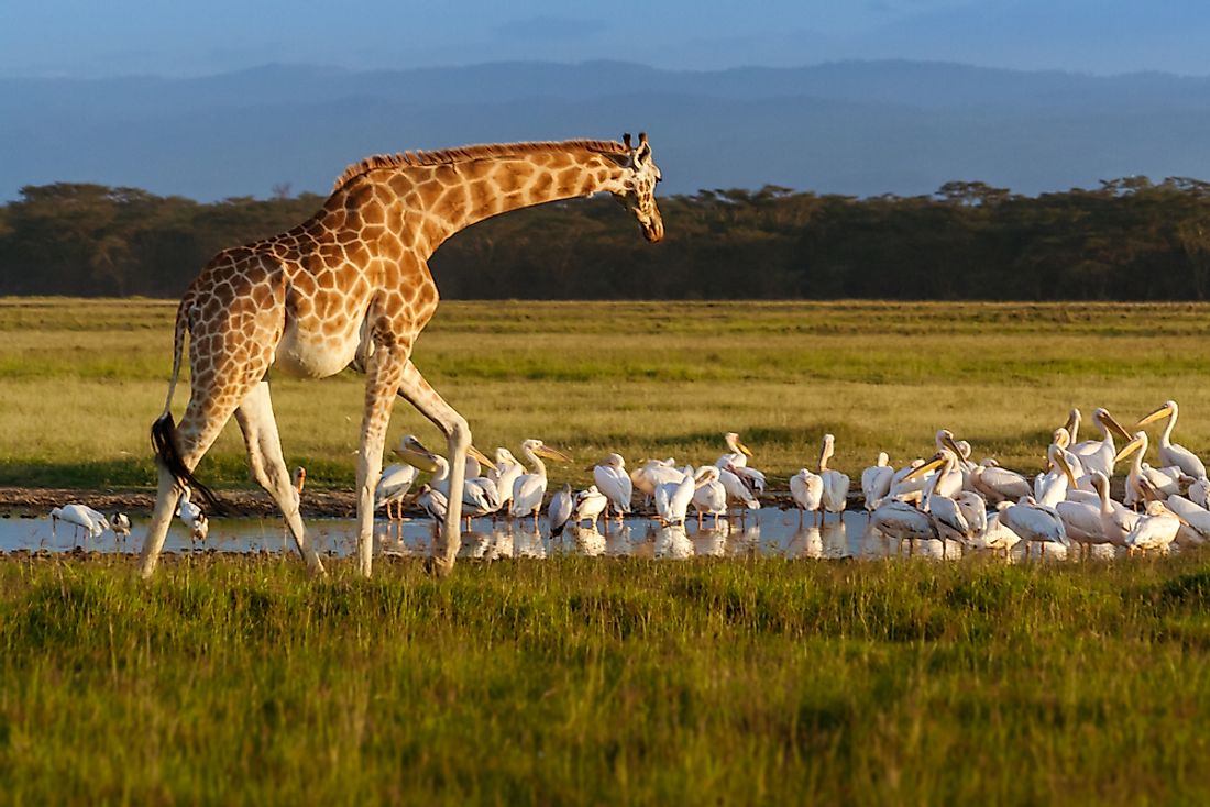 How Many Species of Giraffes Are There In The World? WorldAtlas