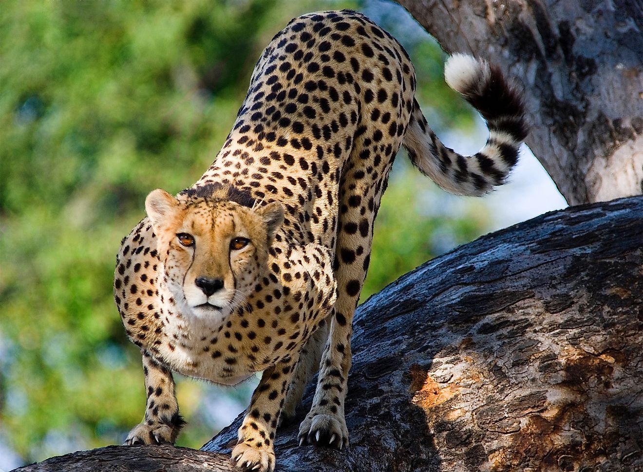 What Are The Differences Between Asiatic Cheetahs And African Cheetahs