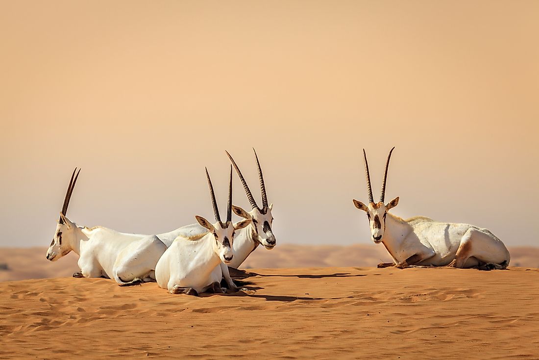 What Animals Live In The United Arab Emirates WorldAtlas