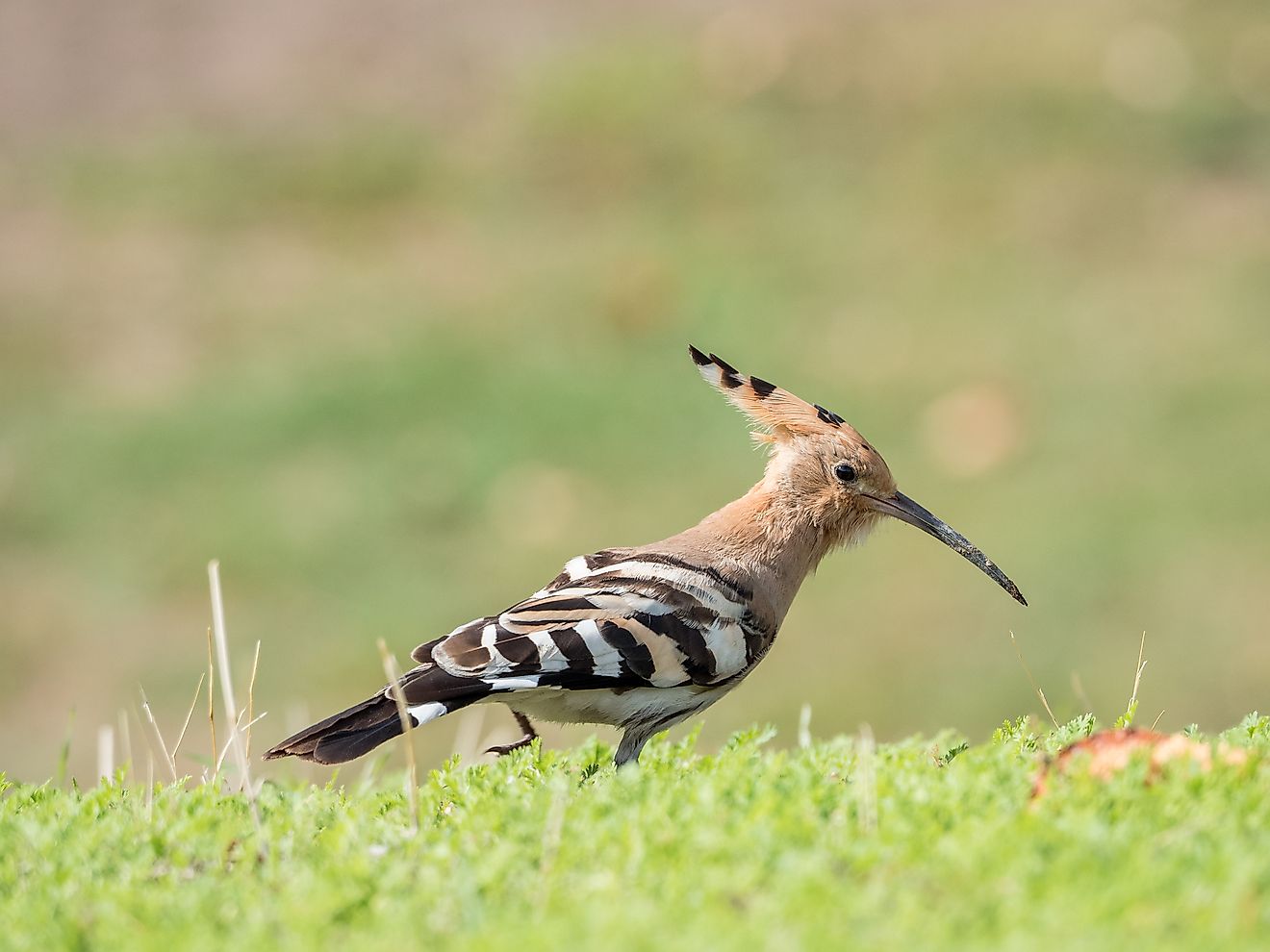 Native Birds Of Mongolia - WorldAtlas