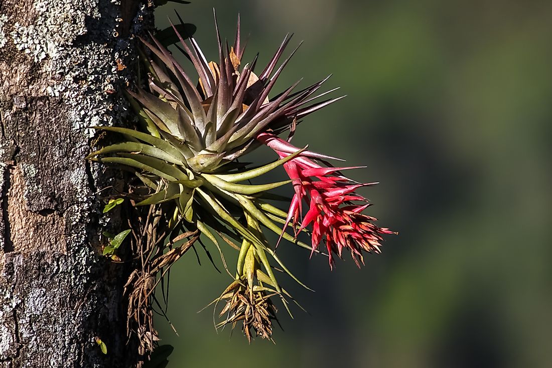 epiphyte bitcoin