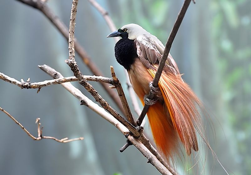 The Fascinating Birds Of New Guinea - WorldAtlas