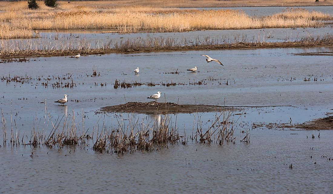 What Is A Salt Marsh And How Is It Formed? - WorldAtlas