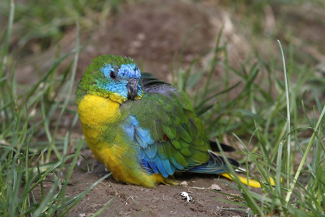 Turquoise Parrot: Facts: Animals Of Oceania - WorldAtlas