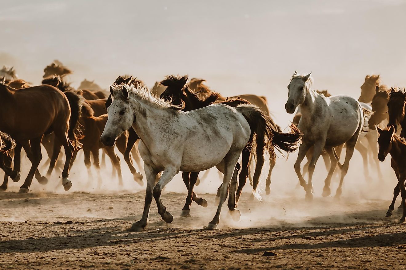 When Were Horses Introduced Into North America? - WorldAtlas