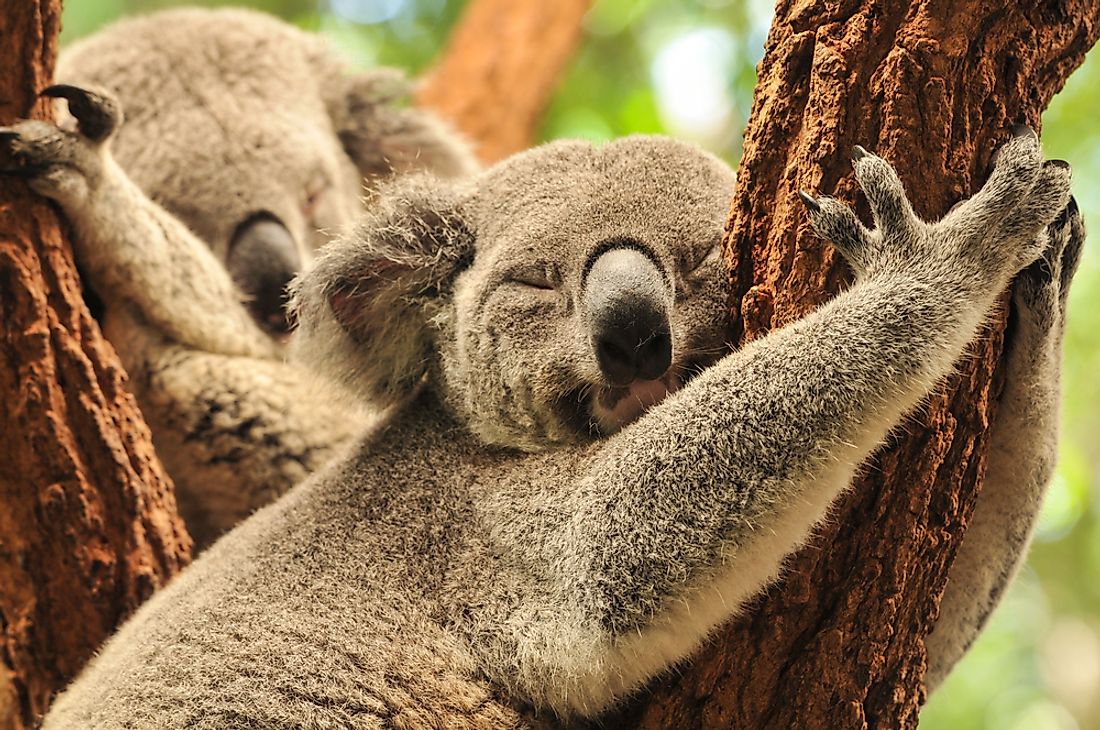 the-world-s-10-sleepiest-animals-worldatlas