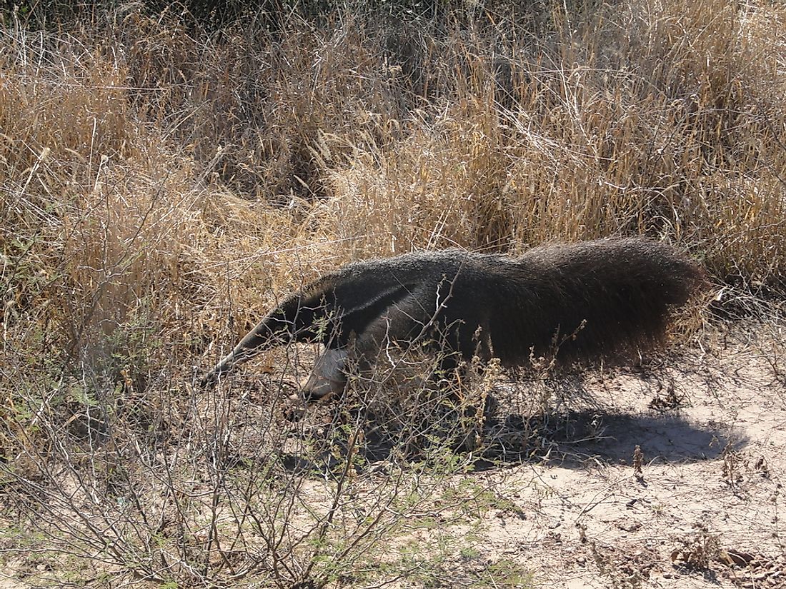 what-are-some-animals-in-the-semi-arid-desert-biome-sciencing