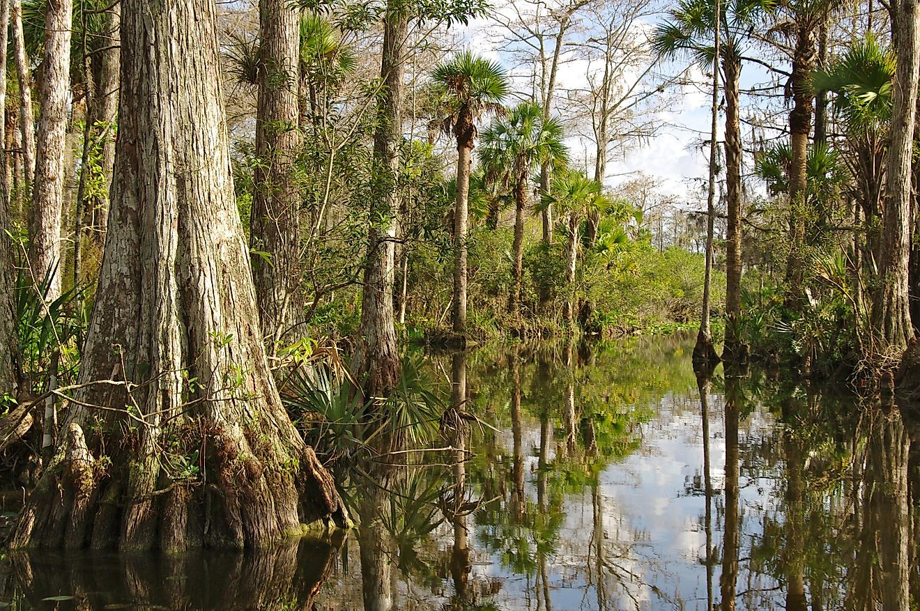 Invasive Species In The Florida Everglades - WorldAtlas