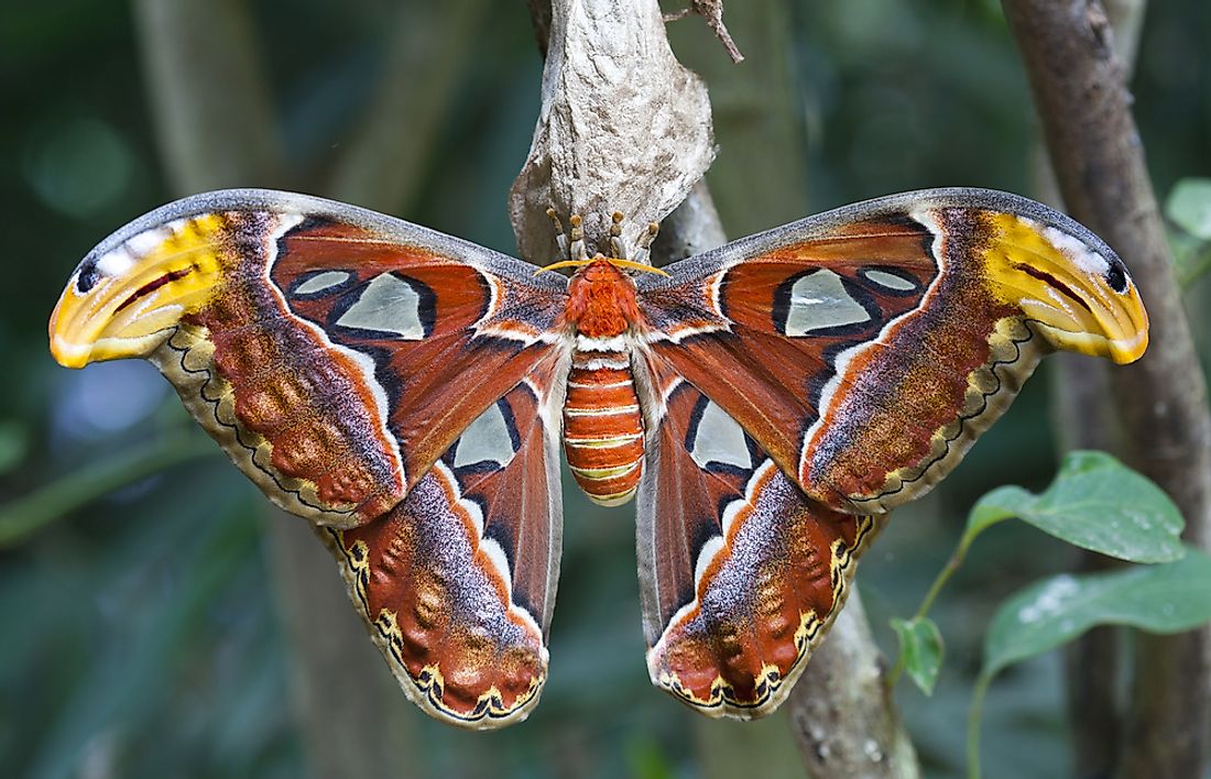 atlas-moth-facts-animals-of-southeast-asia-worldatlas