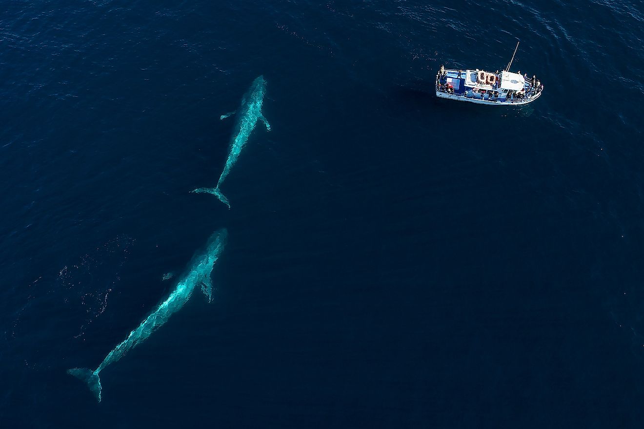 Where Do Blue Whales Live? - WorldAtlas