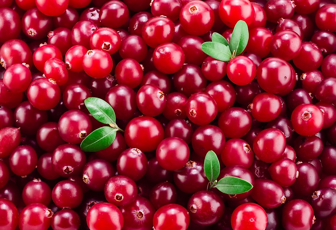 Where Are Cranberries Grown Worldatlas